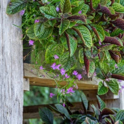 Lobelia Erinus 'Waterfall Lavender' -Plant Supply Store 511813 2 08138.1632395434