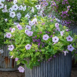 Lobelia Erinus 'Waterfall Lavender' -Plant Supply Store 511813 3 05862.1632395435
