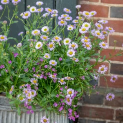 Lobelia Erinus 'Waterfall Lavender' -Plant Supply Store 511813 3 09576.1630930117