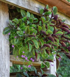 Lobelia Erinus 'Waterfall Lavender' -Plant Supply Store 511813 5 99442.1630930118