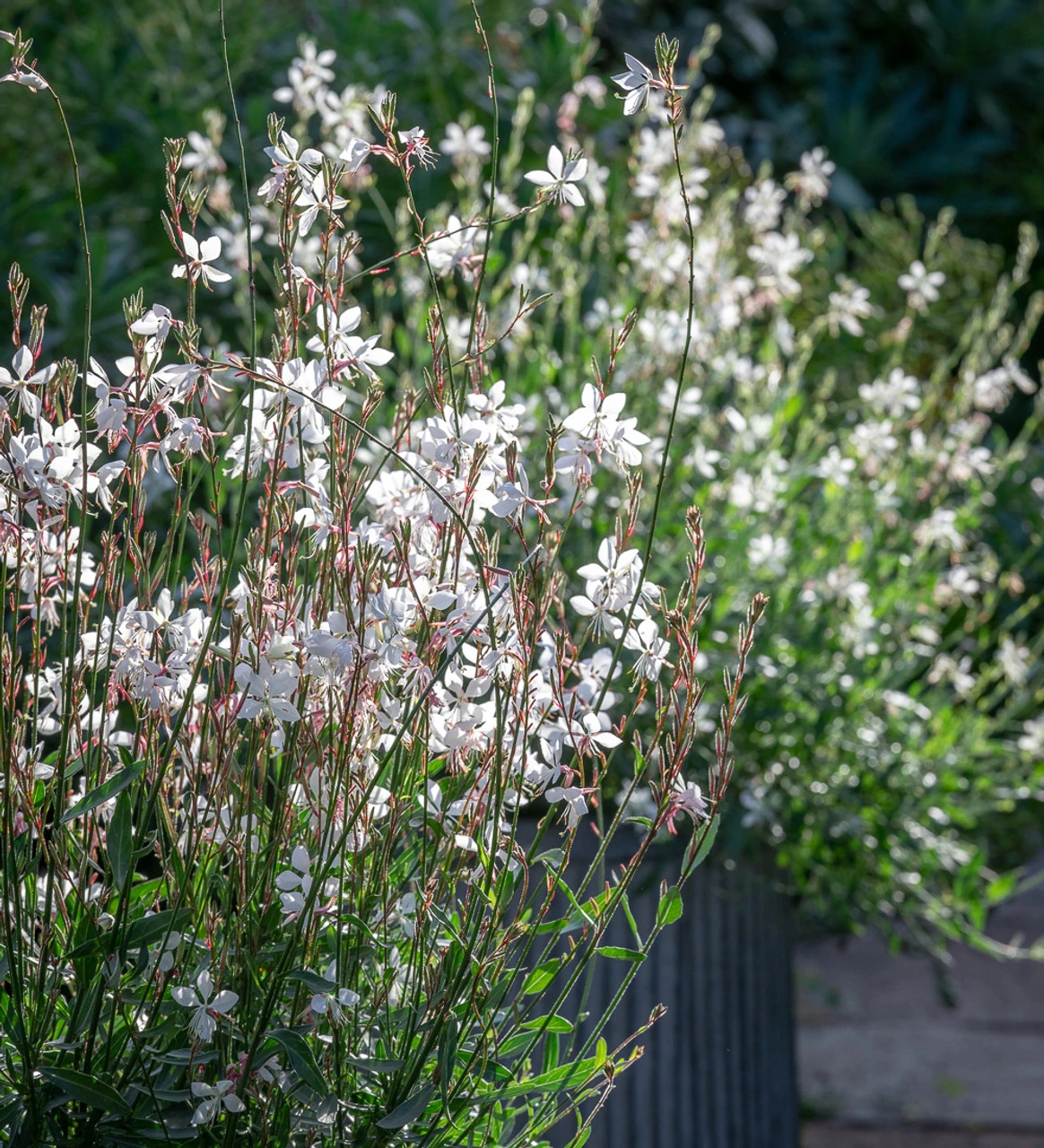 Gaura Collection For Pots (syn. Oenothera) 1 Gaura Collection For Pots (syn. Oenothera)