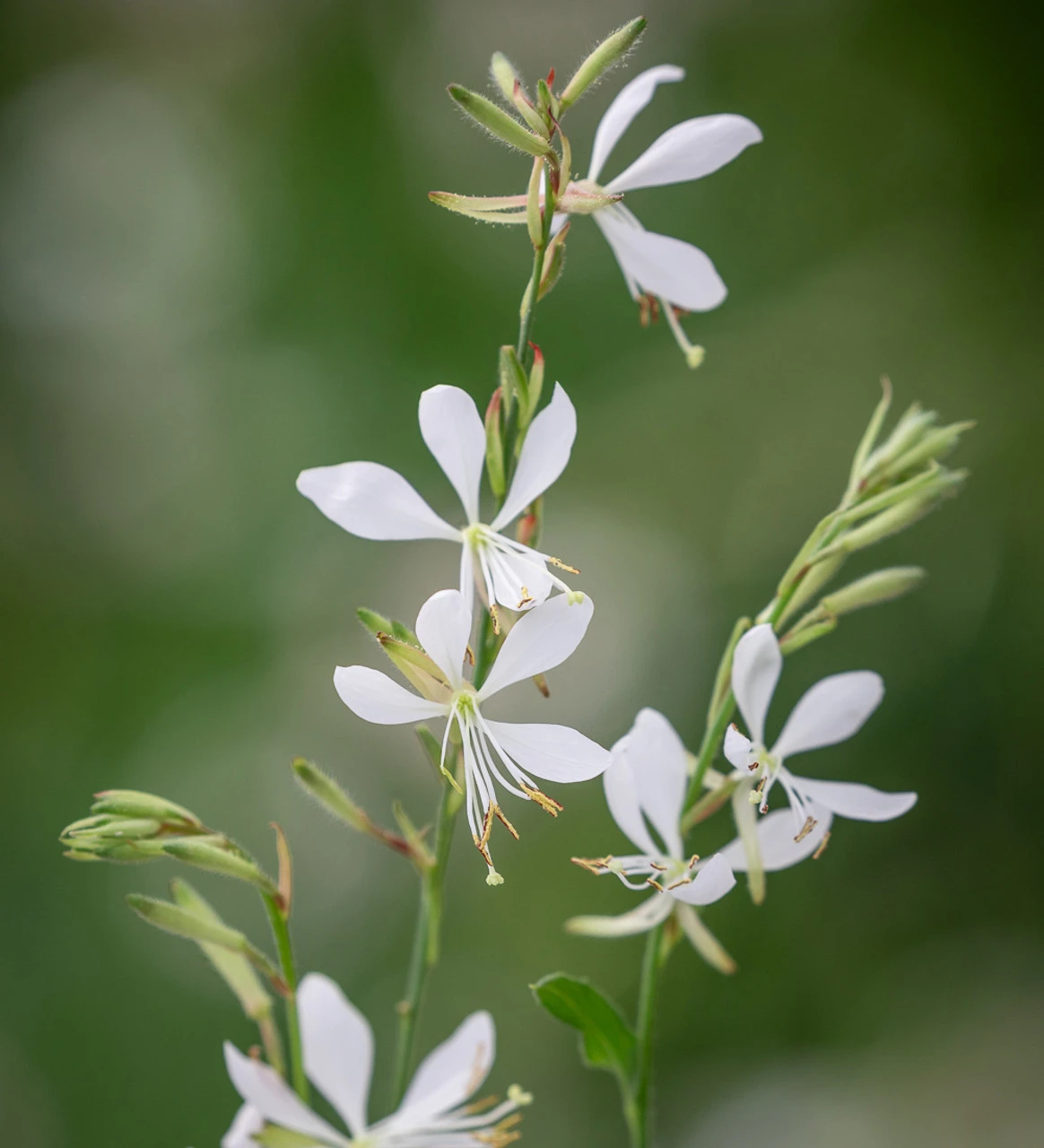 Gaura Collection For Pots (syn. Oenothera) 2 Gaura Collection For Pots (syn. Oenothera) - Image 2