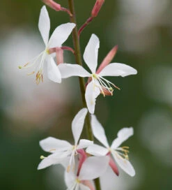 Gaura Collection For Pots (syn. Oenothera) 5 Gaura Collection For Pots (syn. Oenothera) -Plant Supply Store 511814 3 13470.1617714673