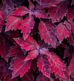 Velvet Shade Pot Collection -Plant Supply Store 511828 4 73583.1617714690