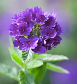 Flowers Forever In Shade Pot Collection -Plant Supply Store 511829 3 13133.1617714692