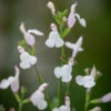 Salvia Microphylla 'Trebah Lilac White'