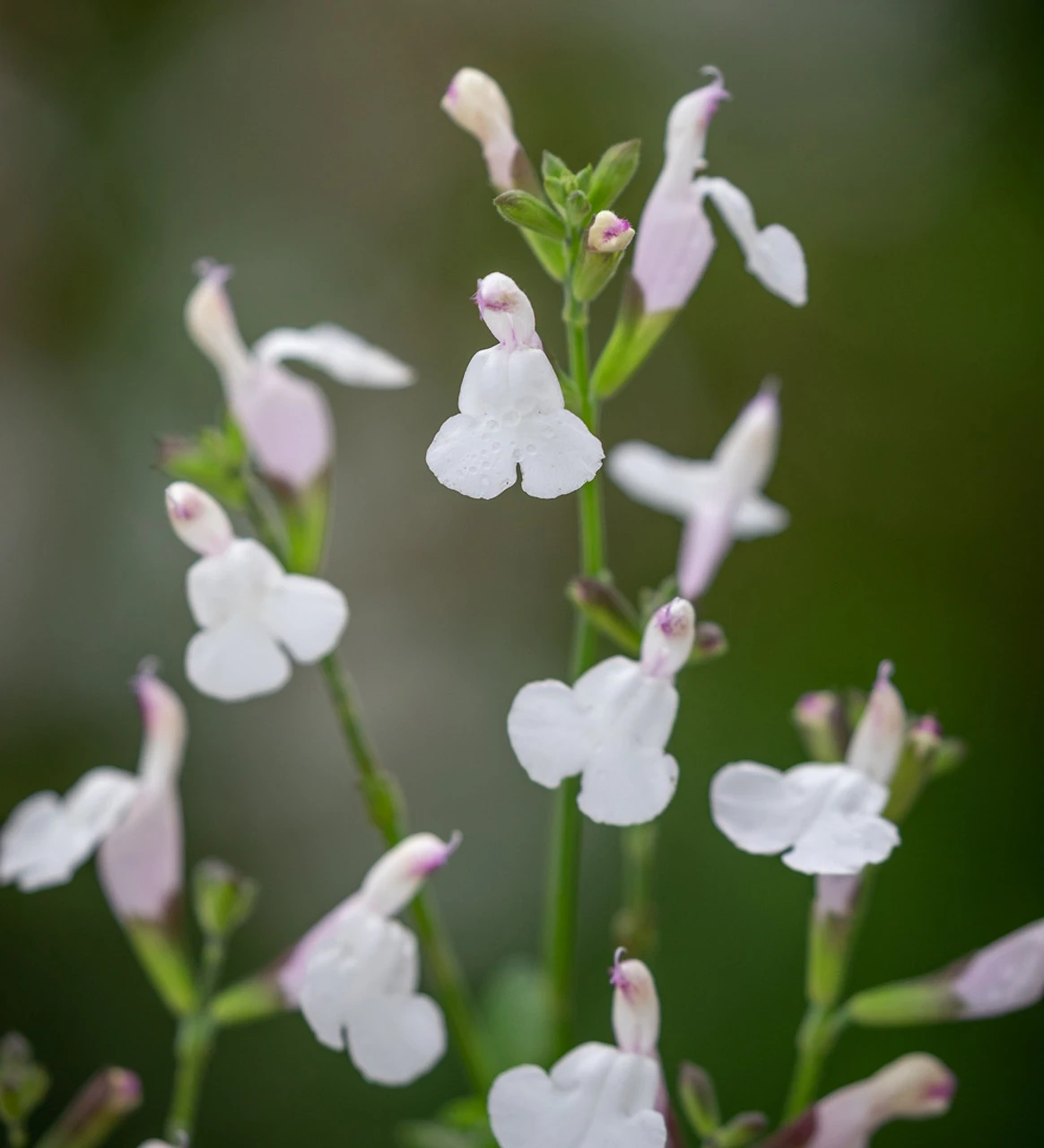 Salvia Microphylla 'Trebah Lilac White' 1 Salvia Microphylla 'Trebah Lilac White'