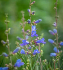 Penstemon Heterophyllus 'Electric Blue'