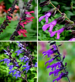 The Ultimate Salvia Collection