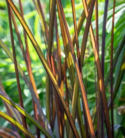 Velvet Trough Pot Collection -Plant Supply Store 511862 5 41413.1617715249