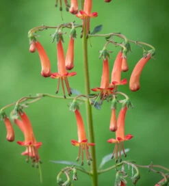 Velvet Trough Pot Collection -Plant Supply Store 511862 7 29342.1617715251