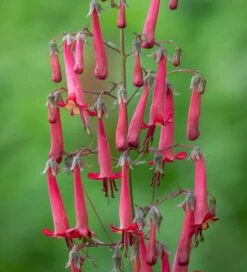 Velvet Trough Pot Collection -Plant Supply Store 511862 8 98488.1617715251