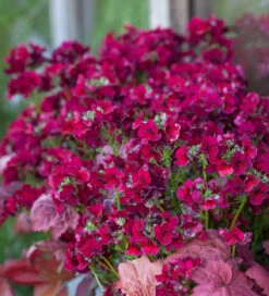 Velvet Trough Pot Collection -Plant Supply Store 511862 9 54809.1617715252