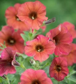 X Petchoa Hybrida 'BeautiCal Cinnamon'