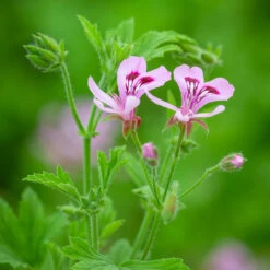Forever Pretty Pelargonium Collection -Plant Supply Store 511886 3 23966.1644404864