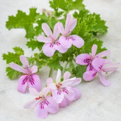 Forever Pretty Pelargonium Collection -Plant Supply Store 511886 4 55863.1644404864