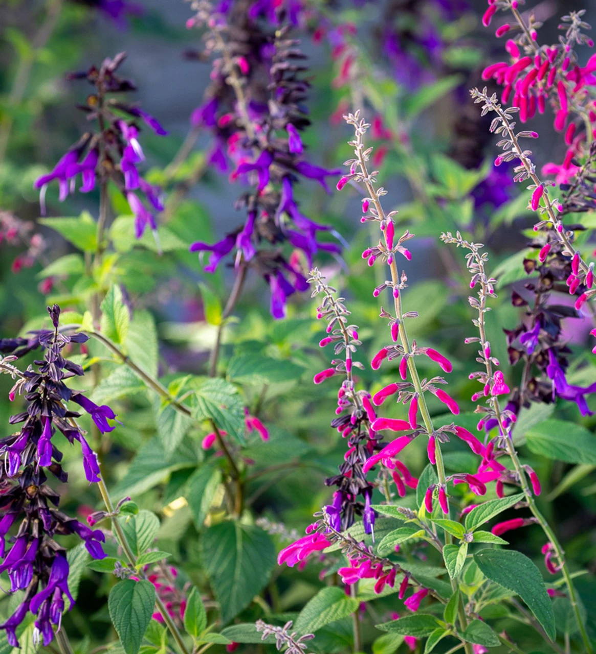 Summer Carnival Salvia Collection 1 Summer Carnival Salvia Collection