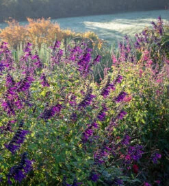 New Release -Plant Supply Store 511889 2 41245.1616175636