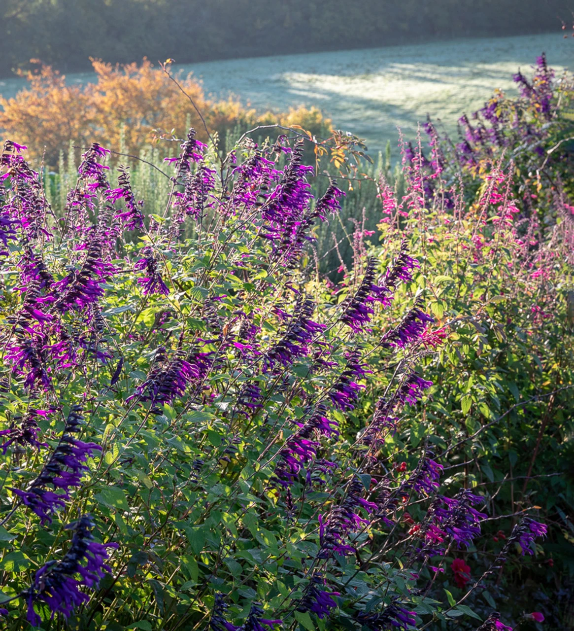 Summer Carnival Salvia Collection 2 Summer Carnival Salvia Collection - Image 2