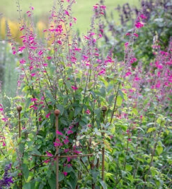 Summer Carnival Salvia Collection 5 Summer Carnival Salvia Collection -Plant Supply Store 511889 3 71688.1616175636