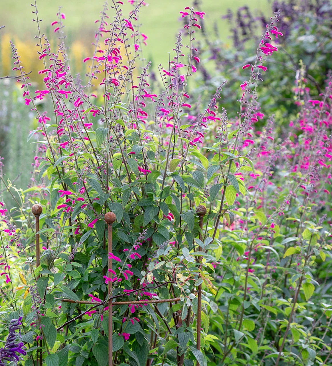 Summer Carnival Salvia Collection 3 Summer Carnival Salvia Collection - Image 3