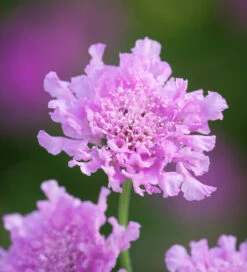 Scabiosa Incisa 'Kudo Pink'