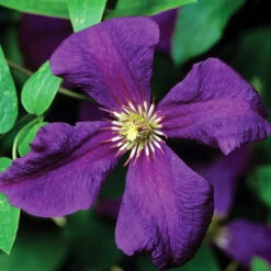Clematis 'Polish Spirit'