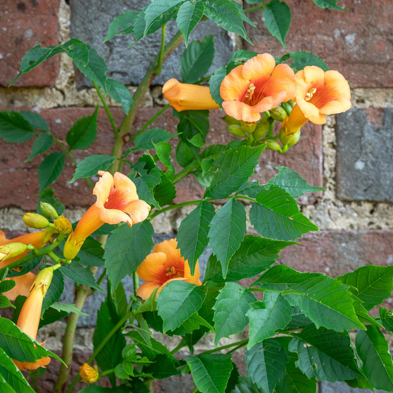 Campsis X Tagliabuana 'Indian Summer' 1 Campsis X Tagliabuana 'Indian Summer'