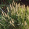 Calamagrostis Brachytricha