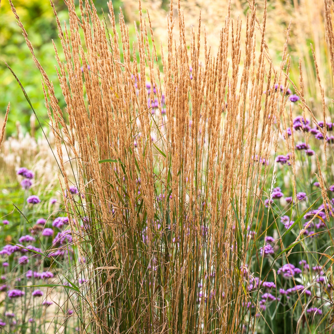 Calamagrostis X Acutiflora 'Karl Foerster' 1 Calamagrostis X Acutiflora 'Karl Foerster'