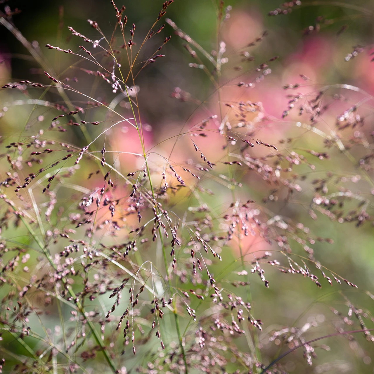 Panicum Virgatum 'Warrior' 1 Panicum Virgatum 'Warrior'