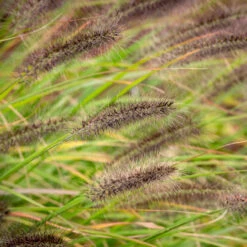 Pennisetum Alopecuroides 'Red Head'