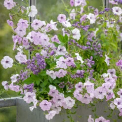 Loose And Lovely Window Box Container Collection