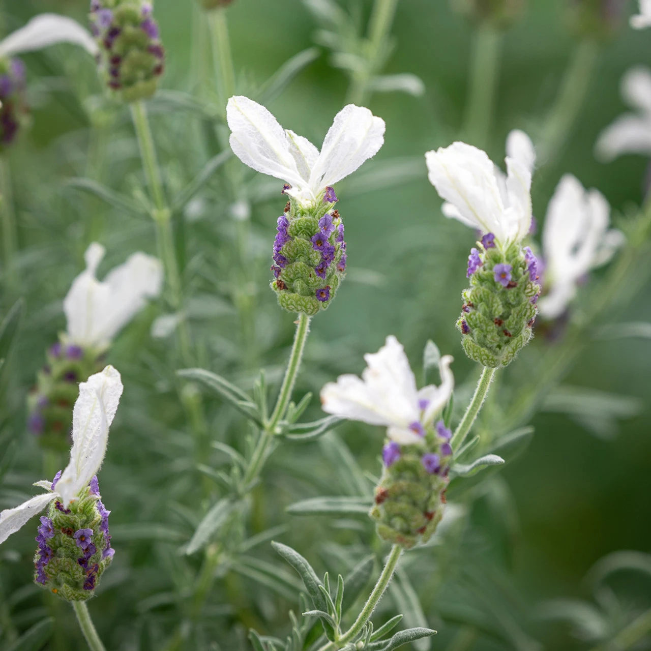 Lavandula Stoechas 'Javelin Forte White' 1 Lavandula Stoechas 'Javelin Forte White'