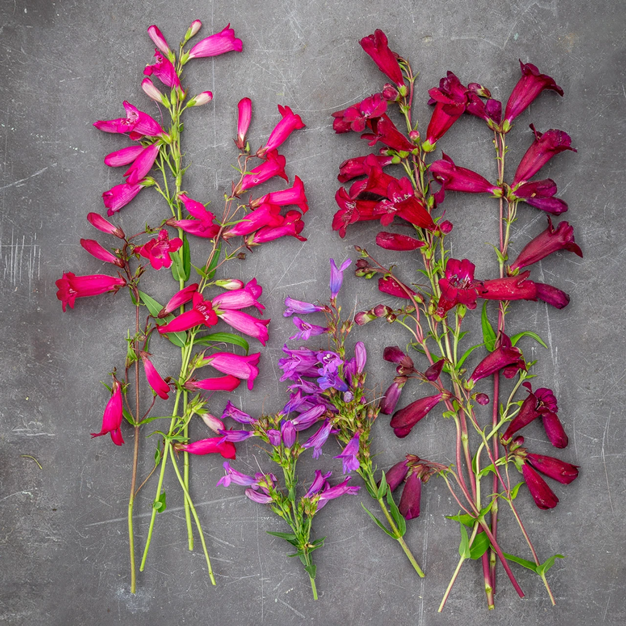 Evening Richness Penstemon Collection 1 Evening Richness Penstemon Collection