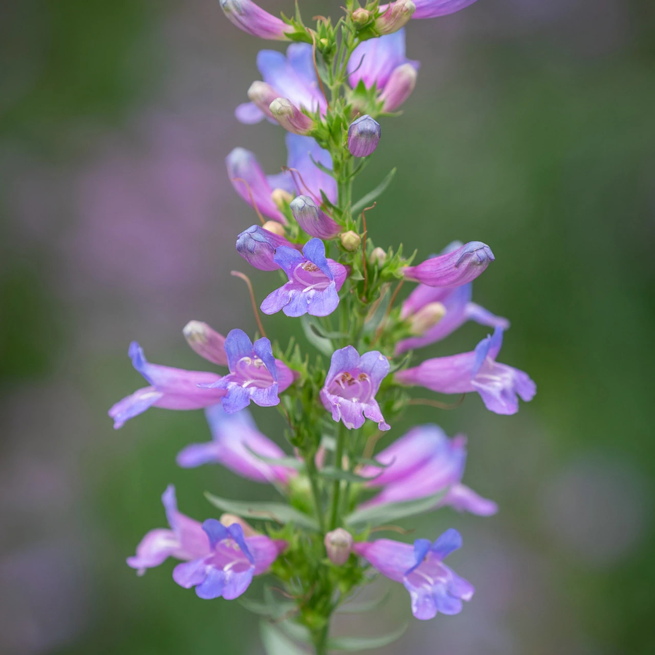 Evening Richness Penstemon Collection 2 Evening Richness Penstemon Collection - Image 2