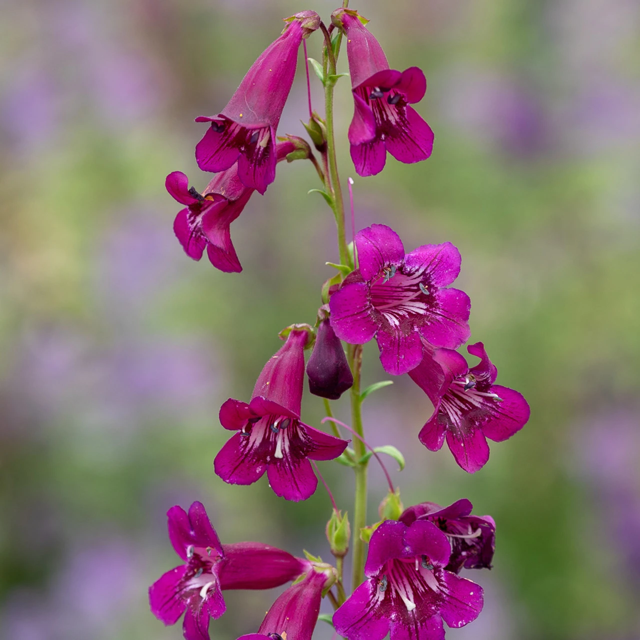 Evening Richness Penstemon Collection 3 Evening Richness Penstemon Collection - Image 3