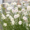 Scabiosa Incisa 'Kudo White'