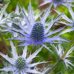 Eryngium X Zabelii 'Big Blue'
