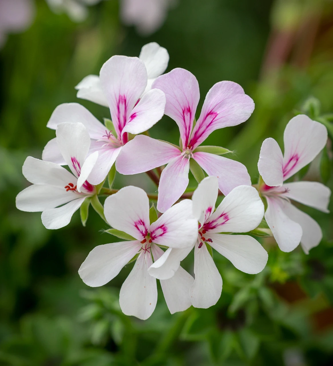 Pelargonium 'Viletta White' (Ivy) 1 Pelargonium 'Viletta White' (Ivy)