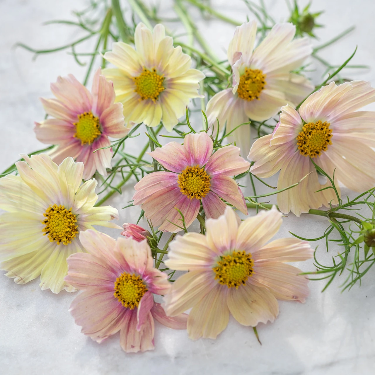 Cosmos Bipinnatus 'Apricot Lemonade' 1 Cosmos Bipinnatus 'Apricot Lemonade'
