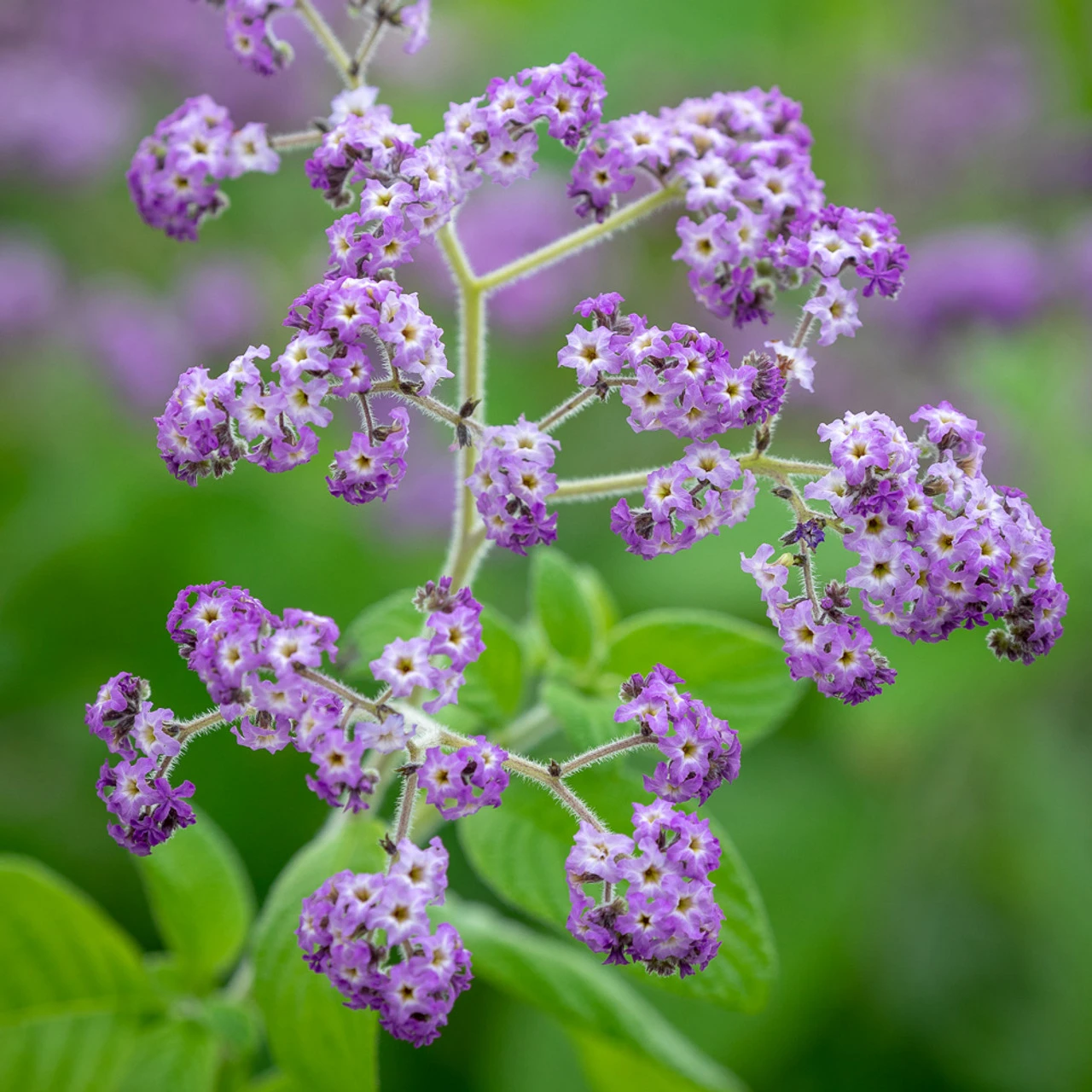 Heliotrope And Verbena Collection 2 Heliotrope And Verbena Collection - Image 2