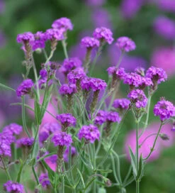 Heliotrope And Verbena Collection 5 Heliotrope And Verbena Collection -Plant Supply Store 512074 3 26446.1632396619