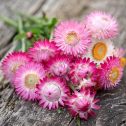 Xerochrysum Bracteatum 'Silvery Rose' (syn. Helichrysum)