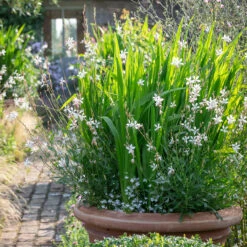 White Sparkle Collection