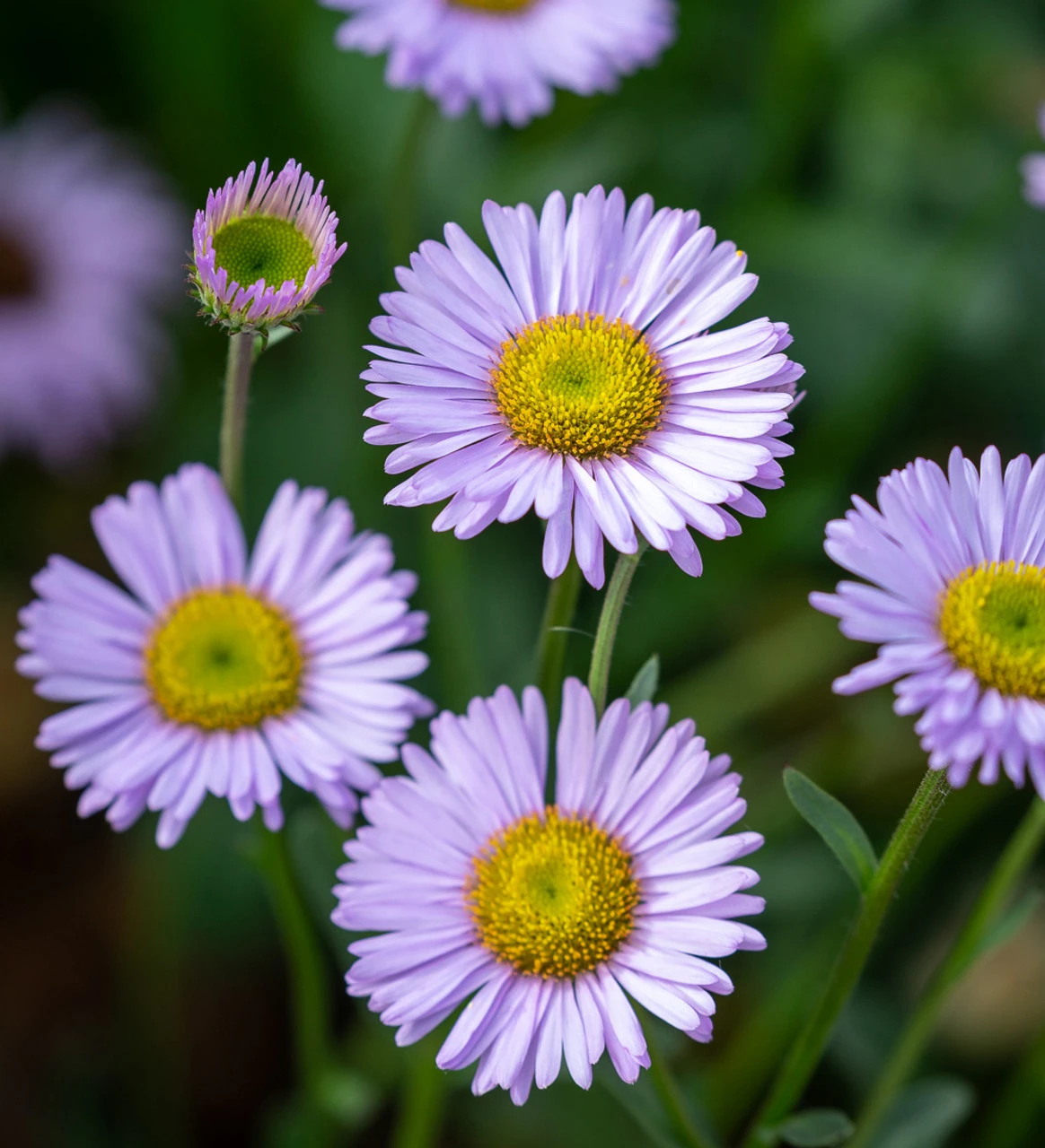 The Stars And Waterfalls Pot Collection 2 The Stars And Waterfalls Pot Collection - Image 2