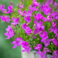 The Stars And Waterfalls Pot Collection 5 The Stars And Waterfalls Pot Collection -Plant Supply Store 512087 3 81470.1632396621