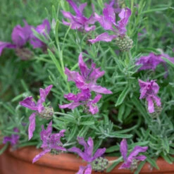 Lavandula Stoechas 'Javelin Forte Purple'