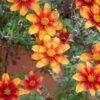 Bidens Ferulfolia 'Hot & Spicy'
