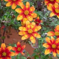 Bidens Ferulfolia 'Hot & Spicy'